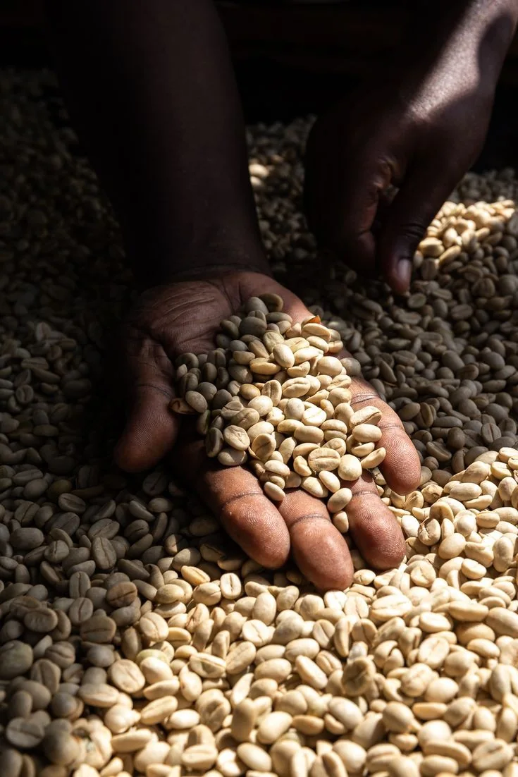 Green coffee beans held in a farmer's hand