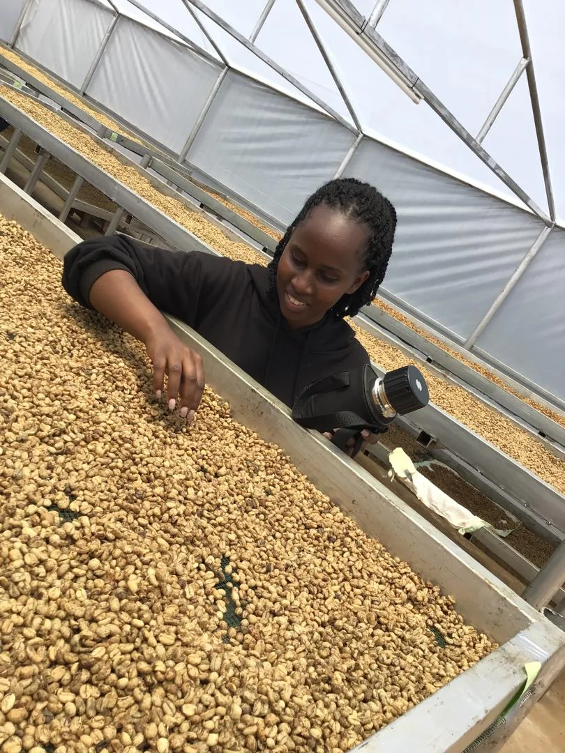 Coffee quality inspection beside drying beds